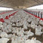 Produits avicoles - les prix reviendront à « des niveaux abordables »