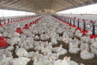 Produits avicoles - les prix reviendront à « des niveaux abordables »