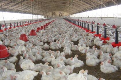 Produits avicoles - les prix reviendront à « des niveaux abordables »