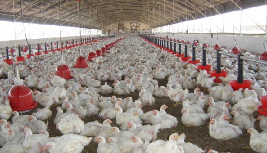 Produits avicoles - les prix reviendront à « des niveaux abordables »